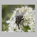 Graphomya maculata - Echte Fliege w01.jpg
